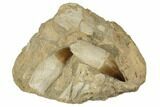 Two, Fossil Rooted Mosasaur (Prognathodon) Teeth In Rock- Morocco #192508-1
